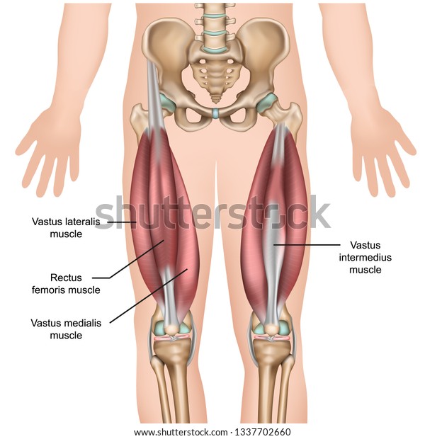 quadriceps\
muscle anatomy 3d medical vector\
illustration