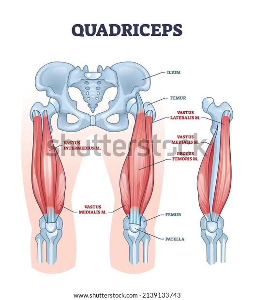 Quadriceps muscle and quads leg muscular or\
bone anatomy outline diagram. Labeled educational medical scheme\
with vastus intermedius, medialis, lateralis or rectus femoris\
location vector\
illustration