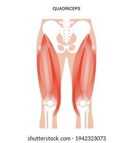 Quadriceps muscles with pelvis and hip bones. Human muscular system. Skeleton anatomical poster for clinic or education. Bodybuilding, workout, strong body concept. Isolated flat vector illustration.