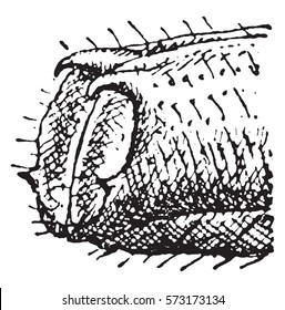 Quadridens, vintage engraved illustration.
