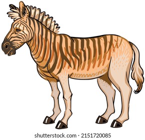 Quagga is an extinct kind of zebra. This is a color illustration of this beautiful horse-like animal.