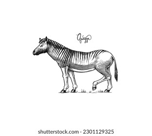 Quagga. Extinct mammal animal. Plains zebra. Engraved Hand drawn vector illustration in woodcut Graphic vintage style