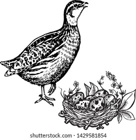 Quail 1. Set of vector graphic illustrations of quail, quail eggs and habitat of quail.