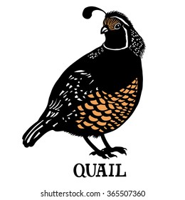 Quail