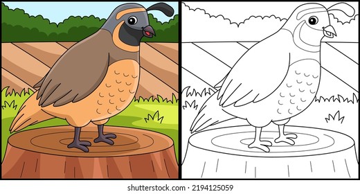 Quail Animal Coloring Page Colored Illustration