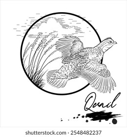 Codorniz, desenho animal realista, ilustração vetorial