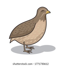 Quail Bird Cartoon Animals Illustration