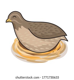 Quail Bird Cartoon at Nest Animals Illustration