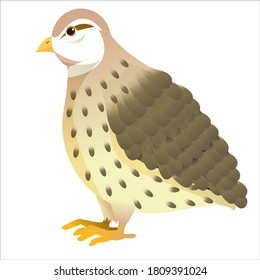 quail bird in cartoon style. Vector illustration isolated on white background