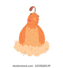 Quail Bird with Crest and Feathers Sitting in Nest Vector Illustration