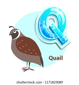 Quail bird for Q letter representation vector. Fresh idea for enjoyable developmental and entertaining alphabet lessons with preschoolers.