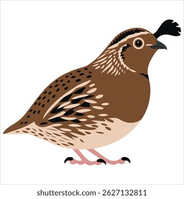 Quail bird shown from the side.Isolated vector illustration for nature and wildlife themes.