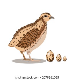 A quail bird and three quail eggs isolated on a white background.Vector illustration.