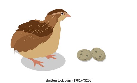 
Quail birds with eggs - illustration