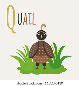 Quail. Book of animals. Letter Q