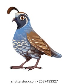 Quail cartoon vector illustration isolated on white background