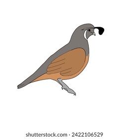 Quail colored vector illustration, Beautiful bird image, Quail illustration, Bird side view image, Cute quail illustration, Cute bird vector image