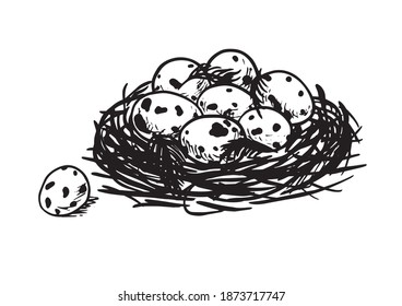 Quail egg. Set of vector graphic illustrations of , quail eggs and habitat of quail. quail eggs in a basket