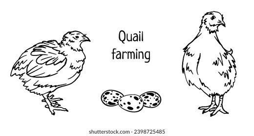 quail and eggs, quail farming vector outline illustration for poster, flyer, farm products package, book design. poultry farming and egg production symbol. vector doodle illustration organic set