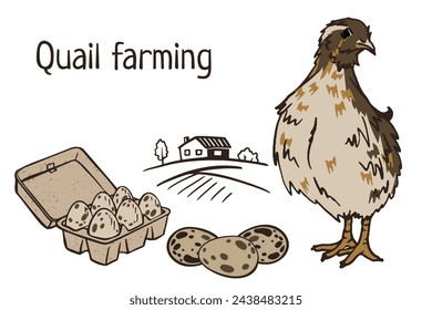 quail and eggs, quail farming vector outline illustration for poster, flyer, farm products package, book design. poultry farming and egg production symbol. vector doodle illustration organic set