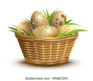 Quail eggs full wicker basket. Isolated on white vector illustration