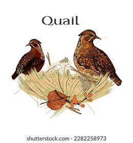 Quail eggs. Icon. Vector illustration. Label.Creative logo, icon, symbol, badge, emblem for avian or partridge poultry. Lettering