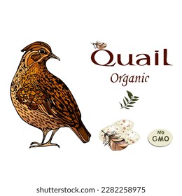 Huevos de codorniz. Icono. Ilustración vectorial. Etiqueta.Logotipo creativo, icono, símbolo, insignia, emblema para aves de corral aviares o perdices. Letras