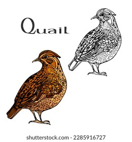 Wachteleier. Symbol. Vektorgrafik. Label.Kreatives Logo, Symbol, Symbol, Abzeichen, Emblem für Geflügel oder Hausgeflügel aus Geflügelfleisch. Buchstaben