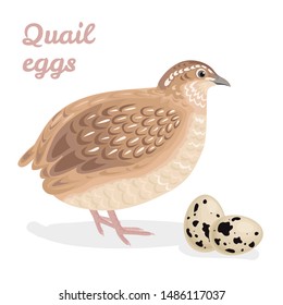 Quail and eggs isolated on a white background. Farm poultry. Vector illustration in cartoon simple flat style.