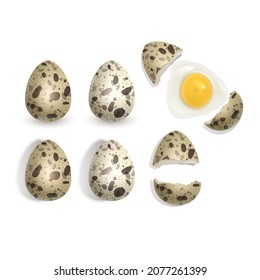 Huevos de codorniz aislados sobre fondo blanco, ilustración de un huevo entero, una cáscara rota. Formato de vector