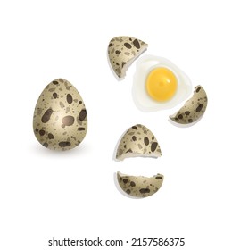 Huevos de codorniz aislados sobre fondo blanco. Ilustración vectorial de un huevo entero con una cáscara rota