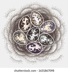 Quail eggs in nest. Eggs for easter holiday celebration design. Bird stick nest for greeting card, invitation, banner design. Vector illustration.