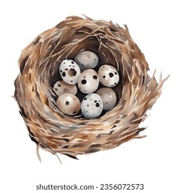 Quail Eggs in The Nest Isolated Hand Drawn Watercolor Painting Illustration