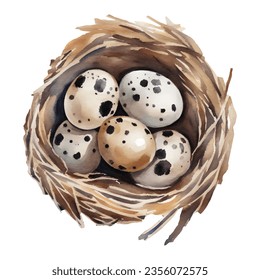 Quail Eggs in The Nest Isolated Hand Drawn Watercolor Painting Illustration