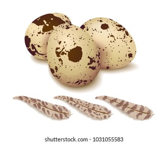 Quail eggs on a white background