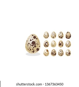 Quail eggs on a white background. Vector illustration