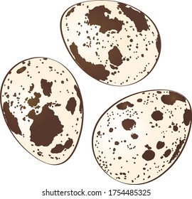 Quail eggs on white background. Color vector illustration