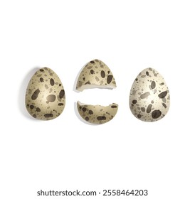 Quail eggs on white background Vector illustration