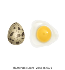 Quail eggs on white background Vector illustration