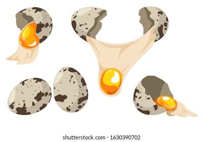 Quail eggs set, whole and broken collection. Cracked open shell with yolk and egg white showing. Spotted raw fresh poultry product before cooking. Isolated vector illustration on white background.