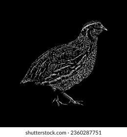 quail hand drawing vector isolated on black background.