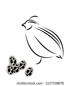 Quail icon - vector illustrator