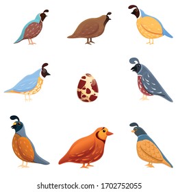 Quail icons set. Cartoon set of quail vector icons for web design