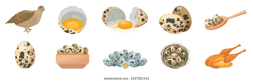 Quail icons set cartoon vector. Bird animal. Chicken feather farm