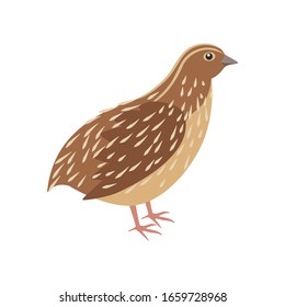 quail on the side. Isolated vector illustration