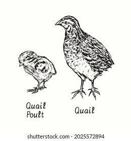 Quail with poult standing side view. Ink black and white doodle drawing in woodcut style illustration