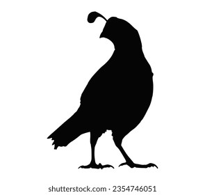 Quail silhouette, Quail Vector illustration, Quail isolated on white background.