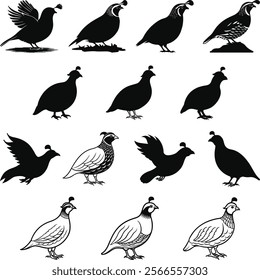 Quail silhouette, Quail Vector illustration, Quail isolated on white background.