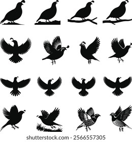 Quail silhouette, Quail Vector illustration, Quail isolated on white background.