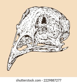 quail skull head vector illustration